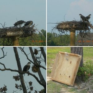 Old Osprey Home 50\' up about 50ft from water