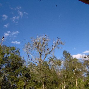 Lots of vultures gathering over head