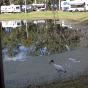 We think this is a google bird.