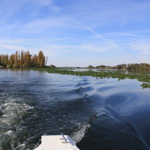 san joaquin river pluging up with hyacinth
