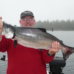 20lb chinook