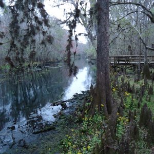 Manatee Springs