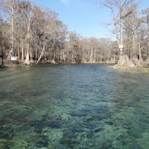 Media 'The Sante Fe is crystal clear.  This is probably 6 ft+ deep.' in album 'We launched at Suwannee Marina'