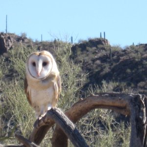 Barn owl at Sonoran Desert museum Tucson free raptor flight ( awesome)