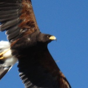 Media 'Desert Harris  Hawk at museum   4 of these guys fly at once in the show, right over your head' in album 'Tucson sunset'