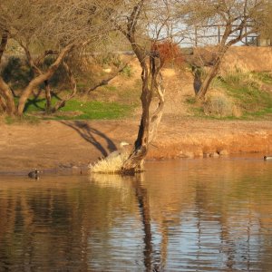 blue heron, ducks and coots