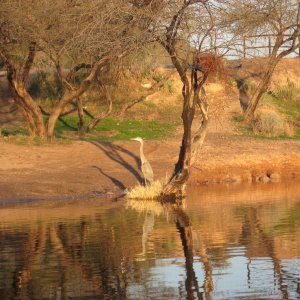 hunting heron at first light