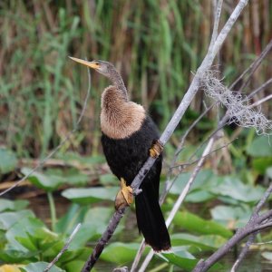 Anhinga