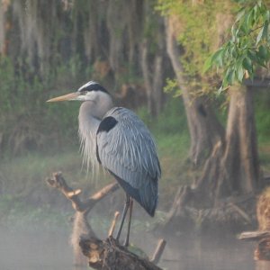 Blue Heron