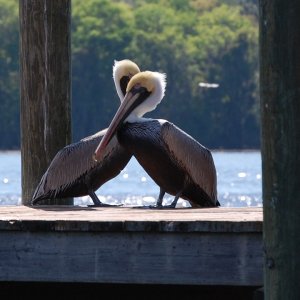 Necking on Georgetown dock
