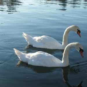 Port Sidney Marina Swans