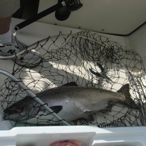 Netted and on board, Whew!