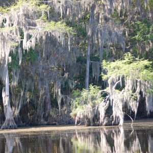 Spanish Moss and Cypress trees