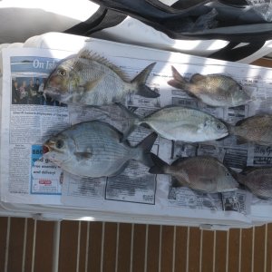 Mixed bag, but they are tasty, if not glamorous.