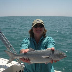 Bluefish.