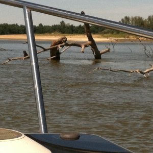 New unmapped channel at mouth of the Wabash.