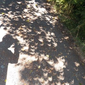 Media 'Strange things at the take out during the solar eclipse.' in album 'Limpet in Laconner.'