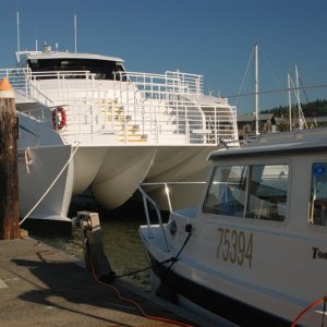 Media 'Reef Madness...Not the biggest Cat on the dock!' in album 'Reef Madness...Not the biggest Cat on the dock!'