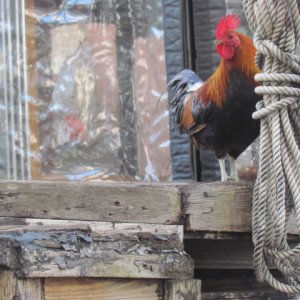 Key West rooster