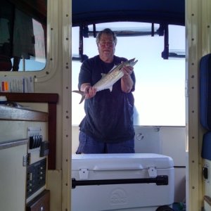 Media 'Spanish mackeral' in album 'Parrot at fishing charter office'