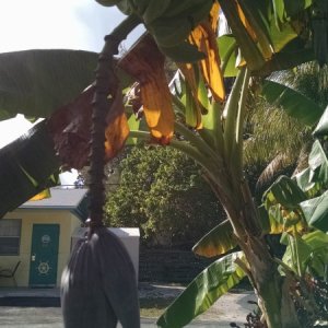 Notice bananas growing at the Black Fin upper sort of to the upper left in the picture