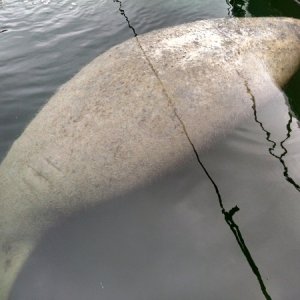 Large floating potato, no it's a manatee silly