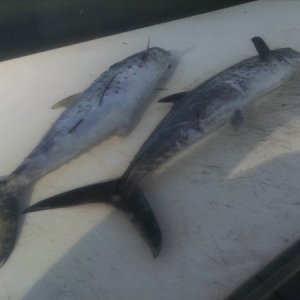 a couple more Spanish Mackerel ready for the fillet knife