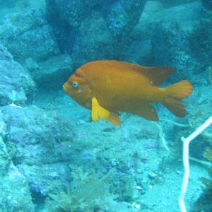 Garibaldi