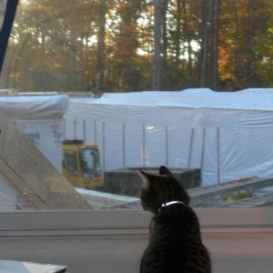Even the cat was interested
