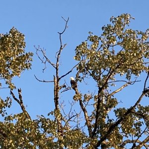 Sand Island Eagle