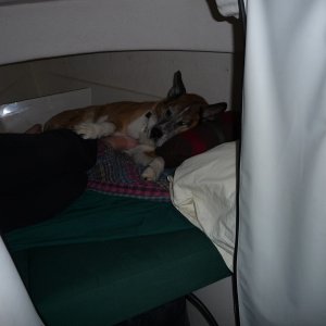 Max says, I\'m just a lap dog