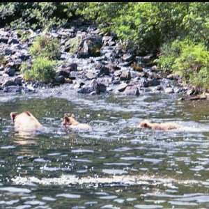 Mother & cubs fishing