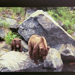Media 'Brown bear mother & cub' in album 'Deception Pass'