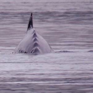 2016-07-24 Across from Scarlet Island Lighthouse, N Vancouver Is.  Humpback just passed under me, at anchor, 25 feet.