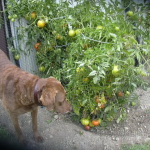 Ginger eyeballing my tomatoes