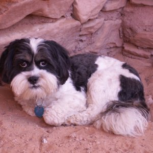 Baxter Barrett Anderson, Dog of the Desert, at Defiance House at Forgotten Canyon 9-23-082