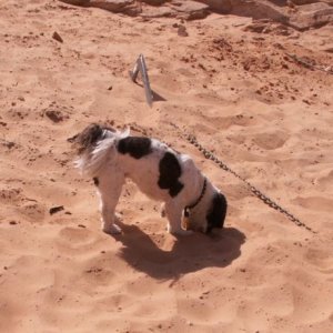 Baxter Finds Lots of Neat Smells on Beach in Face Canyon 9-17-08
