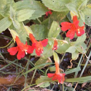 Flowers in the Desert at Rainbow Bridge 9-19-08