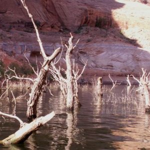 Trees in the Water at Forgotten Canyon 9-23-08