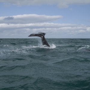 The great grey whale, in Scammon's Lagoon, Baja Sur. This is where they migrate from their feeding grounds in the Bering Sea to mate.