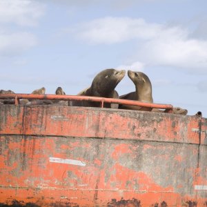 Even seals celebrate Valentine's Day.