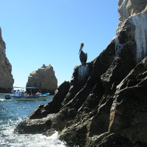 Media 'A pelican watches one of the many tour boats and water taxis near the famous Cabo rocks' in album 'The L-Dory in Chula Vista KOA'