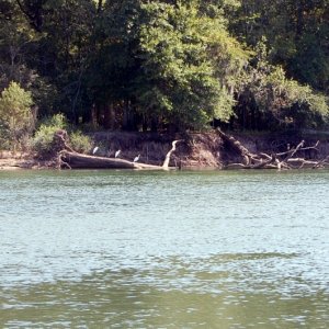Media 'Lots of birds, wild ducks and deer.' in album 'Putting in at Lumber City, Ga. (Atamaha River)'