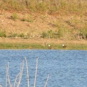 Roosevelt Lake pair of bald eagles