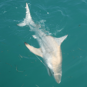 Media 'Black tip shark, approx 5ft, 100lbs brought to the side of the boat and released.  Took about 30 min to land. Five times around the boat. Big Pine Key, Feb 2011.' in album 'Black tip shark, approx 5ft, 100lbs brought to the side of the boat and released.  Took about 30 min to land. Five times around the boat. Big Pine Key, Feb 2011.'