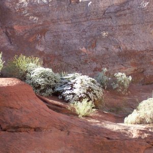 Flowering plants on the way out of Music Temole Canyon 9-25