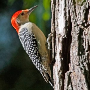 Red Breasted Woodpecker