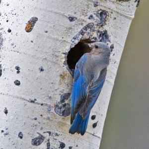 Western Blue Bird Fml