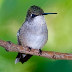 Ruby Throated Hummer - Note the tiny feet