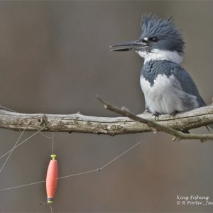 Kingfisher; Bill and El's namesake